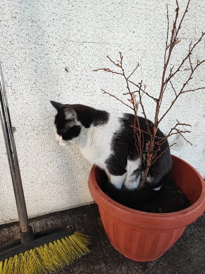 The scene depicts an outdoor ground-level area in Obruchishte, Bulgaria. A domestic bicolored black and white cat is situated within a large, round, terracotta-colored plastic planter, partially obscuring a bare-branched deciduous sapling planted in dark soil. The cat's head faces left, with its right side visible and its body partially submerged in the planter, positioned around the sapling. To the left, a broom with yellow bristles and a metallic handle rests vertically on the dark ground surface. The background consists of a textured, light-colored stucco wall with a visible horizontal crack. The area is illuminated by natural light, casting subtle shadows.