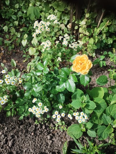 The image shows a close-up view of a garden bed in Sumy, Ukraine. In the foreground, a single, open yellow rose is the dominant subject, its petals a vibrant golden hue. Surrounding the rose are clusters of small white flowers with yellow centers, resembling daisies. The plants are lush and green, with numerous leaves and stems. The ground beneath the plants is dark soil, with some scattered twigs and debris. The background consists of more greenery and the trunks of several trees, suggesting a natural outdoor setting within the city.