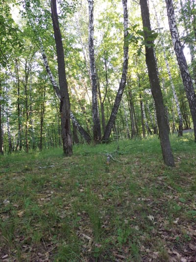 The image shows a forest floor covered in grass, fallen leaves, and a few twigs. Several trees, including birch trees with their characteristic white bark, are visible, with their branches and leaves creating a canopy overhead. The lighting suggests it is daytime, with sunlight filtering through the trees, creating dappled shadows. The scene appears to be in a natural, wooded area, likely a park or forest on the outskirts of the city of Razvetye, Russia, given the context of the request. There are no people or animals visible in the image.