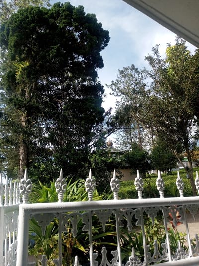 The image captures an outdoor scene in Phonengam, Laos, viewed from behind a white painted metal fence. The fence, featuring decorative spires and scrollwork, spans the lower third of the frame. Immediately beyond it, various green plants and shrubs are visible. A tall, dark green coniferous tree dominates the left side of the midground. Other trees with lighter green foliage are scattered throughout the scene. Partially visible through the trees in the mid-right is a light-colored building, featuring a curved or possibly dome-shaped dark roof capped with an ornamental finial. The sky in the upper background is light blue with scattered white clouds. No individuals or active subjects are present.