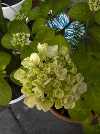 This is a close-up, high-angle, outdoor shot of a potted hydrangea plant with a decorative butterfly. The hydrangea has numerous small, pale green to yellow florets clustered together, with large, vibrant green leaves surrounding the bloom. A blue and white artificial butterfly with black accents is positioned on a leaf to the upper right of the hydrangea bloom. The pot is a reddish-brown ceramic and is situated on a dark gray, textured surface, possibly a patio or walkway. The background is blurred, suggesting a shallow depth of field, with hints of white pot rims and dark foliage. The scene is well-lit, likely by natural sunlight, casting soft shadows. The image does not contain any people or direct human interaction, focusing solely on the plant and the decorative element. The location is not specified in Krefeld, Germany, or any other city.