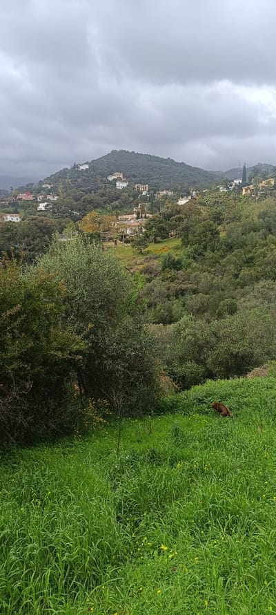 The image depicts a panoramic view of a lush, green landscape under an overcast sky, identified as being in Forest Hills, Spain. In the foreground, a field of vibrant green grass intermixed with yellow wildflowers extends across the lower portion of the frame. In the lower right quadrant, a medium-sized, dark brown animal, consistent with a dog, is observed with its head lowered, appearing to interact with or forage in the tall grass.
The midground features a dense band of varied green trees and shrubs, forming a natural barrier with scattered patches of yellow flora visible within the foliage.
The background is dominated by a prominent hillside, heavily covered in green trees and vegetation. Numerous residential structures, predominantly light-colored (white and beige), are interspersed throughout the hillside, indicating a developed area integrated into the natural environment. A tall, thin utility pole or antenna structure is visible on the upper right side of the background hill. The sky is uniformly overcast with light grey clouds.