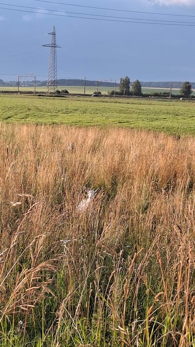 The image depicts a rural landscape in Забалоцкі сельскі Савет, Belarus. In the foreground, tall, dry grass dominates, with some green vegetation visible beneath. Partially obscured within this tall grass, a white goat is lying down, its head and upper body visible. In the middle ground, a green field stretches out, with a train track running horizontally across it. Beyond the field, a series of trees and distant power lines create a treeline. A single large electrical tower stands prominently on the left side of the middle ground, with power lines extending across the sky. The sky is a mix of blue and gray clouds, suggesting potentially overcast or stormy weather. A white car is visible on the road in the middle ground, to the right of the electrical tower.