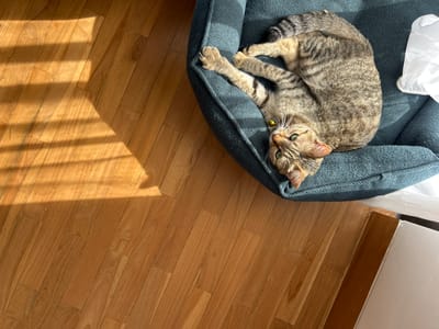 In Kediri, Indonesia, a tabby cat with green eyes rests in a teal pet bed on a wooden floor. Sunlight streams in from the left, casting diagonal shadows across the floor. The cat is lying on its back, with its paws in the air, and is wearing a small yellow bell on a collar. To the right of the cat and bed, a white plastic bag is partially visible. The scene is captured from a top-down perspective.