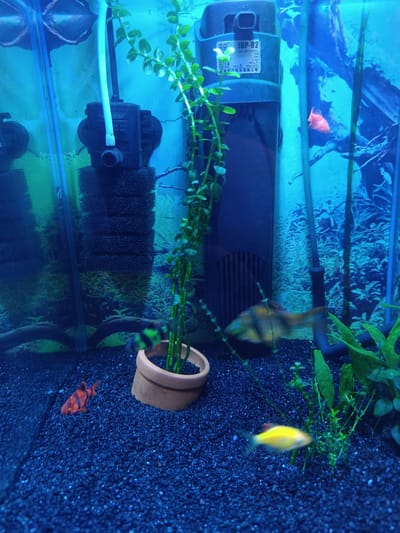 This media file depicts an aquarium with several small fish swimming in dark blue gravel. The aquarium is illuminated with blue light, creating a vibrant and somewhat artificial atmosphere.
The prominent objects in the scene include a black filtration unit mounted on the side of the aquarium, with sponges visible for water filtration. A thin white tube extends from the top of the filter. A tall, leafy aquatic plant grows from a small terracotta pot in the center of the tank. Another cluster of aquatic plants is visible on the right side.
There are at least four fish visible. One is a small, orange and black striped fish in the bottom left corner. Another is a black and green striped fish in the mid-left, partially obscured by the plant. A golden-yellow fish is swimming in the bottom right, slightly blurred. A small, reddish-orange fish is visible in the upper right quadrant, near the filter.
The background of the aquarium features a blue-toned scene with blurry plant-like structures, suggesting a decorative backdrop.
Text is visible on the filtration unit, identifying it as "JUP-02" and providing technical specifications such as voltage, frequency, wattage, flow rate (BOOLM), and a protection rating of IPX8, with a maximum temperature of 35 degrees Celsius. There is also Chinese text at the bottom of the label, which translates to "Senjiao Aquarium Equipment Co., Ltd."
The overall impression is a well-maintained freshwater aquarium with its inhabitants. The time of day and weather are not discernible, and the location is not specifically indicated beyond it being an aquarium. No people are present.