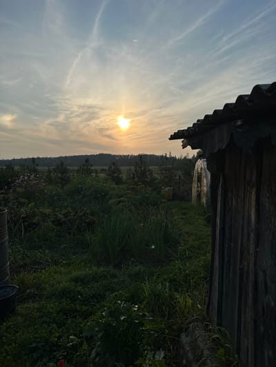 The image depicts a rural backyard scene at sunset in the village of Sredneye Kechevo, Russia. In the foreground on the right, a weathered wooden structure with a corrugated roof is partially visible, with its rough-hewn wooden planks running vertically. The background reveals a lush, overgrown garden with various plants, including what appear to be onions or leeks, wildflowers, and other foliage. Beyond the garden, a flat expanse of landscape stretches to a treeline of coniferous trees, with a hazy sky above. The sun is setting towards the left of the frame, casting a warm glow and creating a soft light. The overall impression is one of a peaceful, rustic, and slightly untamed environment.