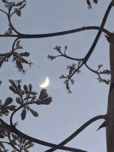 The image shows a close-up view of dry branches and seed pods against a hazy sky. The branches are dark and gnarled, with smaller, twig-like structures extending from them, many bearing clusters of seed pods that appear to be dried and elongated. The seed pods have a pointed, slightly curved shape with some having visible fibrous remnants.

A crescent-shaped object, illuminated and glowing with a soft yellow light, is visible in the upper central part of the frame, appearing as a partial solar eclipse. The sky is overcast and uniformly grey, suggesting a diffused light condition, possibly indicating early morning or late afternoon, or a cloudy day. The overall impression is one of natural elements and a celestial event. No text is visible in the image. The context provided places this scene in Ramat Gan, Israel.