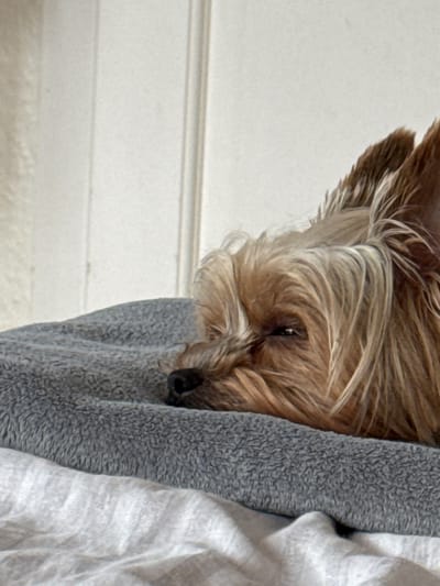 A close-up of a small dog, possibly a Yorkshire Terrier, snuggled within folded blankets. The dog's head and face are visible, with its fur having a mix of tan and light brown tones. The blankets consist of a grey fluffy material next to a lighter colored, possibly white, fabric. The background reveals a section of a white wall with horizontal linear details. The location is unknown.