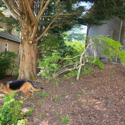 In Portland, United States of America, a German Shepherd dog walks on the bark-covered ground in a yard. The dog is facing left, with its hindquarters and tail visible. Behind the dog, a large tree trunk with visible cut branches stands prominently. To the left, a section of a beige house with white-framed windows is visible. To the right of the large tree, a house with dark gray horizontal siding is partially visible, along with a weeping Japanese maple tree with bright green, feathery leaves. The ground is covered with mulch and scattered green weeds. The scene is illuminated by daylight, creating shadows across the yard.