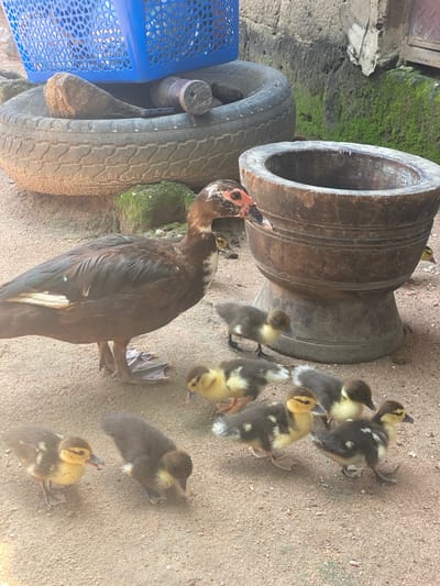 In Daniel, Nigeria, an adult Muscovy duck stands in the center of the frame, facing left, with several small ducklings gathered around it. The adult duck is dark brown with white markings on its wings and a red face. The ducklings are a mix of yellow and dark brown, with some showing white patches. They are scattered on the sandy ground, some pecking at the sand, others standing or walking. In the background, a large, weathered stone mortar rests on a pedestal. Behind the mortar is a stack of objects including an old tire and a blue plastic basket. The environment appears to be an outdoor, possibly rural or semi-urban setting, with a rough concrete wall covered in moss in the upper right corner.