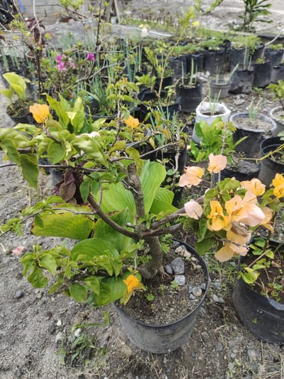 A close-up, slightly low-angle shot captures a potted Bougainvillea plant with pale orange and yellow bracts in the foreground, its branches laden with green leaves and sparse, thorny stems. The plant is situated outdoors, likely in a nursery setting given the presence of numerous other potted plants in black plastic bags and pots filling the background. The ground is covered in gravel and dirt, with some sparse green weeds growing among the pots. The overall environment suggests a utilitarian outdoor space, potentially a garden center or a private collection of plants in the village of Cintadamai, Indonesia. There are no people visible in the frame.