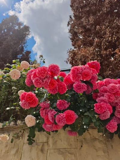 A close-up, low-angle outdoor shot captures a vibrant bush of pink and pale pink roses cascading over a textured, light beige stone wall. The roses are the primary focus, with dense clusters of fully bloomed flowers in various shades of pink, from deep fuchsia to lighter rose. Some individual pale pink roses are visible interspersed amongst the darker blooms and also on branches extending lower towards the wall. The background features a bright blue sky with fluffy white clouds, and the tops of two trees with dense, brown foliage. Sunlight filters through the scene, creating bright highlights and shadows. The wall appears to be constructed of large, rectangular stone blocks with a rough, irregular surface. There are no people or animals visible in the image. The scene suggests a garden setting, potentially in Pyatigorsk, Russia, given the context provided.