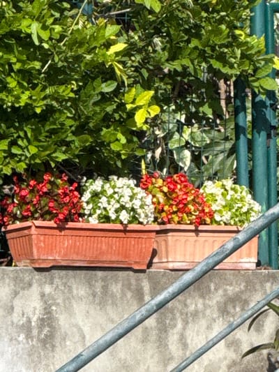 An eye-level outdoor shot captures a section of vibrant vegetation and a weathered, textured wall, potentially in Sutomore, Montenegro. A lush bush of green foliage with some yellow-tinted leaves occupies the left of the frame, extending vertically. Adjacent to the bush is a terracotta-colored structure that appears to be a layered planter, holding a mix of white and red flowering plants arranged in alternating bands. A metallic rail with a blueish-gray finish is situated to the right, cutting diagonally across the frame. Behind the rail, a roughly textured gray wall is visible. The lighting suggests it is midday with strong sunlight casting shadows on parts of the vegetation.