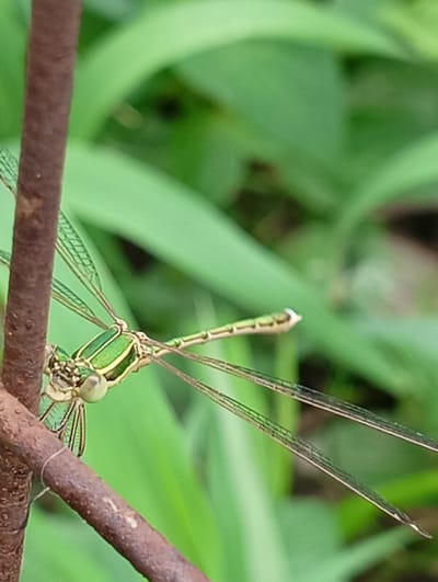 The media file displays a close-up, eye-level view of a green and yellow damselfly perched on a thin, brown branch. The damselfly is positioned on the right side of the frame, facing left, with its wings outstretched. Its body is segmented, with prominent green and yellow markings. Its large, compound eyes are visible, as are its delicate, translucent wings, which are veined and appear to be in good condition.

The branch it rests upon is rough in texture and extends from the left side of the image diagonally towards the bottom right. In the background, lush green foliage is out of focus, suggesting a natural, outdoor setting. The lighting appears to be natural, possibly indicating daytime. There are no visible people, text, or specific event. The focus is entirely on the damselfly and its immediate surroundings, creating a sense of stillness and close observation of nature.

The location context provided is Krasnyye Barrikady, Russia, which aligns with the natural, possibly temperate, environment depicted. The image evokes a sense of tranquility and highlights the intricate details of the insect.