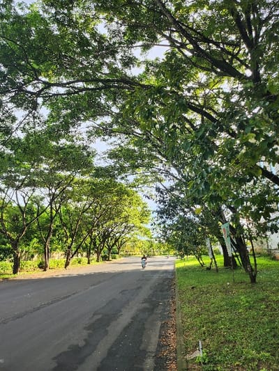 The image displays an asphalt road under a dense canopy of trees, indicating a daytime scene in Pecatu, Indonesia. The road is dark grey with several lighter, possibly damp, patches, and extends into the distance, appearing to curve slightly right. No lane markings are visible.
Flanking both sides of the road are green grass verges. On the left, a continuous line of trees with dark trunks and vibrant green foliage parallels the road. Beyond these trees, a darker, possibly hedged barrier or dense vegetation is discernible.
On the right side, the grass verge is wider, featuring younger trees and several vertical banner-like objects—white, green, and possibly orange/red—attached to slender poles or tree trunks. Further back on the right, a light-colored building or wall is partially visible through the foliage.
Overhead, a thick canopy of broad-leafed trees with dark branches largely obscures the sky, allowing bright, diffused sunlight to filter through.
In the mid-ground, a single individual wearing dark attire and a helmet is operating a light-colored scooter or motorcycle, traveling away from the viewer on the right side of the road. No other persons or vehicles are present.