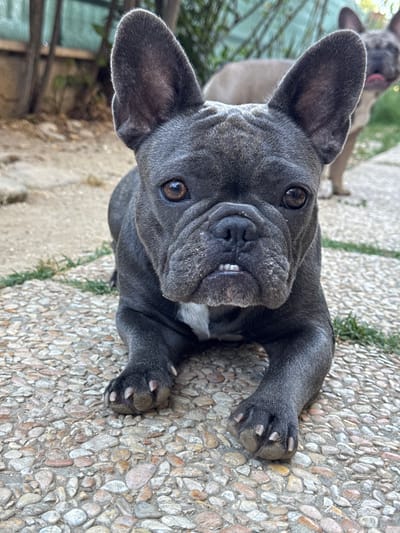 The image shows two French Bulldogs outdoors. The dog in the foreground is dark gray and lies on its back, looking up at the camera. Its mouth is slightly open, revealing its teeth and a pink tongue. Its eyes are large and brown, and its ears are perked up. The dog's paws are visible, with its front paws extended towards the camera. The background shows another French Bulldog, this one lighter in color, blurred and out of focus, with its tongue sticking out.

The ground is a textured surface of small, multi-colored pebbles, characteristic of outdoor paving. Some green grass blades are visible peeking through the pebbles. In the background, there are hints of foliage and a light-colored wall.

The lighting suggests it is daytime, likely with natural sunlight. The overall mood appears playful and relaxed. The scene is set in an outdoor environment, possibly a garden or patio area in San Benedetto del Tronto, Italy. There is no visible text in the image.