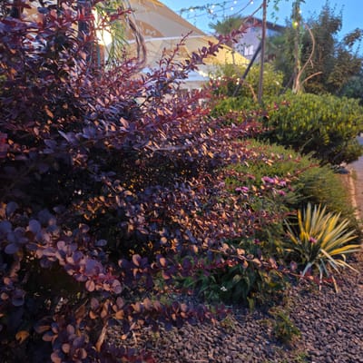 The image captures a close-up view of a large, dense bush with dark purple leaves, illuminated by warm, low-angle sunlight. The bush dominates the foreground and is positioned on the left side of the frame. Behind the bush, to the right, is a pathway covered in dark grey gravel. Further back, there are other plants, including a spiky, variegated plant with yellow and green leaves, and some flowering plants with small pink blossoms. In the background, several large, cream-colored umbrellas are visible, suggesting an outdoor seating area of a cafe or restaurant. String lights are also visible hanging above the umbrellas. A building with windows and a dark roof can be seen behind the umbrellas, along with trees and other greenery. The sky above is a clear, dusky blue, indicating that the photo was taken during twilight or early evening. The overall scene suggests a pleasant outdoor ambiance, possibly at a cafe or public space in the city of Piešťany, Slovakia, given the context. There are no people or animals visible in the image.