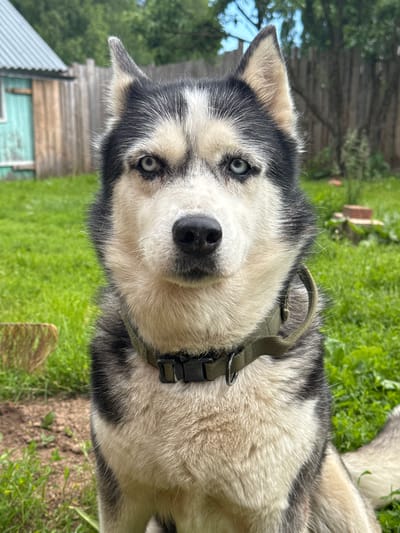 A close-up, eye-level, medium shot shows a husky dog sitting in an outdoor environment. The dog is facing the camera with a neutral expression. Its fur is primarily black and white, with distinctive markings around its eyes and on its face. The dog is wearing a dark green collar with a black buckle. The background consists of green grass, a wooden fence, and part of a small wooden structure, suggesting a rural or suburban setting. The lighting is natural, indicating daylight. There are no people visible in the image. The scene could be located in Rusalevka, Russia, given the architectural style of the building and fencing which is consistent with typical rural Russian dwellings.