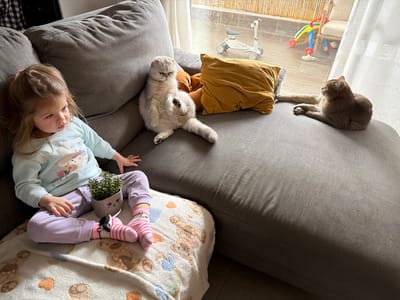 This image depicts an indoor scene within a residence in Harish, Israel, focusing on a living area. A young girl, approximately a toddler or preschooler, with light brown hair, is seated on a white blanket with bear and cloud patterns, which covers a portion of a gray fabric sectional sofa. She is dressed in a light blue long-sleeved shirt featuring a bunny design, light purple pants, and pink striped socks. Her gaze is directed towards the left side of the frame. Between her legs, resting on the blanket, is a small potted plant in a light gray pot with a drawn cat face.
To the girl's right, on the same gray sofa, a light-colored Scottish Fold cat with folded ears is seated upright, with its hind legs spread and its left front paw partially raised. Further to the right, a crumpled mustard yellow throw pillow is positioned on the sofa. Adjacent to the pillow, a brownish-grey cat is lying prone on the sofa cushion, facing towards the right side of the frame.
The background features a large window or glass sliding door, revealing an outdoor patio or balcony. On the patio, a white child's scooter and a colorful children's play structure are visible. A bamboo or similar woven screen partially covers the outdoor wall or railing. White sheer curtains hang on the right side of the window opening.