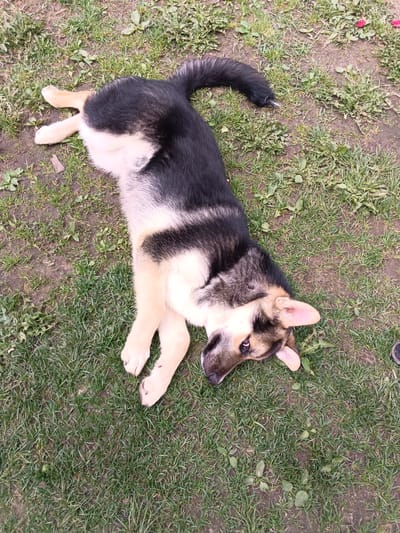 A medium-sized black, tan, and white German Shepherd dog lies on its back in a patch of grass. The dog's tail curves to the left of the frame and its head is tilted slightly to the right. The grass is mixed with dirt patches and small weeds. The location is outdoors, potentially in a yard or park in Andreyevo, Russia.