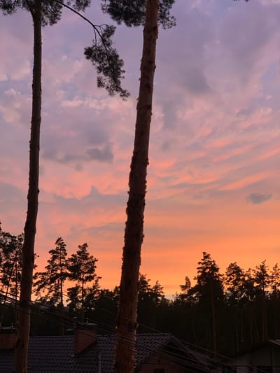 The image captures a twilight scene with a vibrant sky painted in hues of pink, orange, and purple. Silhouetted against this dramatic sky are tall pine trees. In the foreground, two prominent tree trunks dominate the left and right sides of the frame. Below the trees, a dark band of foliage suggests a forest or dense tree line. Further down, the dark shapes of rooftops, chimneys, and utility wires indicate a residential area. The overall impression is of a peaceful evening in Hostomel, Ukraine, with nature's beauty juxtaposed against the human-made landscape.