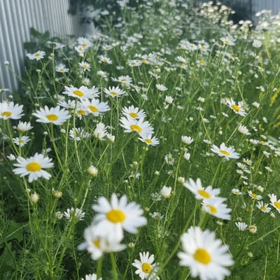 The image shows a close-up view of a field of daisies with white petals and yellow centers. The flowers are growing in dense clusters amidst green foliage. In the background, a vertical, ribbed, light-colored fence is visible, suggesting an outdoor setting. The lighting indicates it is daytime, with some sunlight creating soft highlights on the petals and casting shadows. There are no people or animals in the frame. The scene appears to be a natural or cultivated area, likely a garden or a field, located in or near the city of Ақкемер, Kazakhstan.