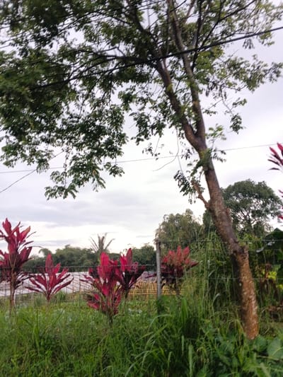 This outdoor image depicts a vegetated landscape under an overcast sky in Khan Chamkar Mon, Cambodia. The immediate foreground is dominated by dense green grass and various low-lying green plants. Behind this, several upright plants with vibrant red-maroon foliage are arranged, partially visible through a wire fence that stretches horizontally across the mid-ground. A tall, textured tree trunk, largely devoid of lower branches and partially obscured by green undergrowth, occupies the right side of the frame, extending upwards. Beyond the fence and red plants, a dense cluster of green trees and distant foliage forms the middle distance, with the silhouette of a palm tree discernible towards the left. The upper portion of the image is covered by the overhanging branches and green leaves of a large tree. A thin, dark utility cable runs horizontally across the upper-mid section of the frame, passing through the tree canopy. The background consists of a consistent light grey, overcast sky with diffuse cloud cover. No individuals or explicit actions are present within the scene.