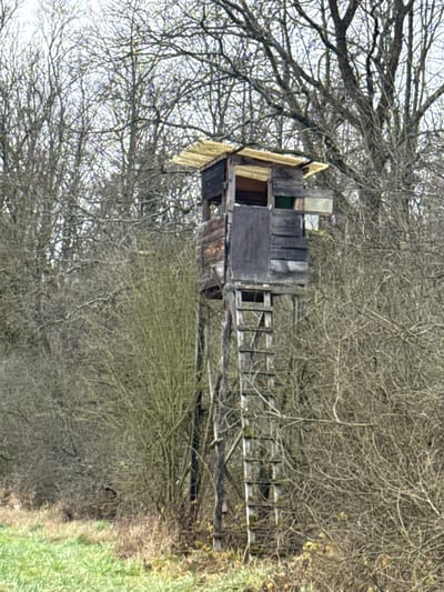 An elevated, weathered wooden hunting blind stands at the edge of a wooded area in Illkirch-Graffenstaden, France. The structure features a small, dark-stained wooden cabin atop a framework of tall wooden stilts. A yellowish, possibly corrugated plastic or metal roof covers the cabin, appearing somewhat aged. An attached wooden ladder extends from the ground to the cabin's entrance. The visible side of the cabin has an opening with a lighter-colored, rectangular panel protruding horizontally, and a dark green panel is discernible within another opening. The surrounding environment is characterized by dense, bare deciduous trees and leafless shrubs, indicative of late autumn or winter. The ground in the foreground transitions from green grass to patches of dry, brown vegetation and leaf litter. The sky is overcast. No individuals or animals are present in the scene.