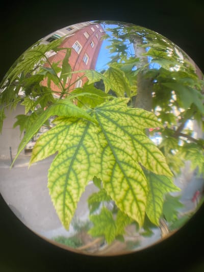 A fisheye lens captures a close-up view of a large, yellowish-green maple leaf with prominent dark green veins. The leaf is positioned centrally in the frame, showing its serrated edges and palmate shape. Behind the leaf, a tree trunk, also slightly distorted by the fisheye lens, is visible. In the background, a red brick building with white-framed windows and some green awnings is reflected in the curved surface of the lens, suggesting the image was taken outdoors in an urban environment. The sky, a clear blue, is also visible through the leaves and reflected surfaces. The foreground features a blurred street or pavement area, with hints of greenery and urban elements like a lamppost. This scene is likely located in l'Hospitalet de Llobregat, Spain, given the architectural style of the building and the typical urban foliage. There are no people visible in the image.