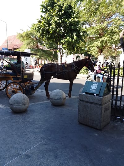 A horse-drawn carriage is parked on a city street in Yogyakarta, Indonesia. The carriage is a traditional mode of transportation in the city, known as a delman. A man sits on the driver's seat, wearing a patterned shirt. The horse is a dark brown color and is harnessed to the carriage. In the background, there are trees, buildings, and other people on motorcycles. A green trash can with recycling symbols is visible in the foreground. The scene appears to be a sunny day in a busy urban area.