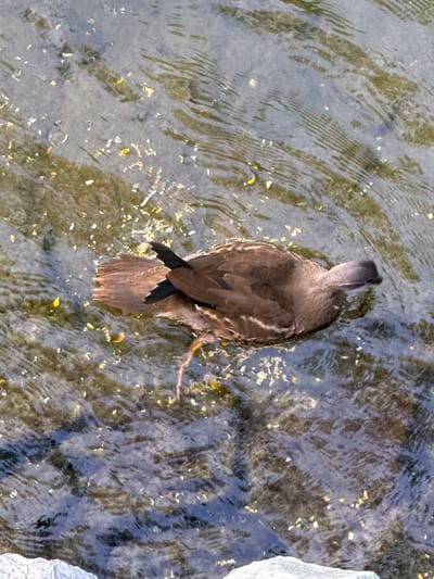 A brown duck is swimming in shallow, clear water. The water is rippled, and the bottom is visible, appearing to be a mix of sand and small stones. There are small yellow and white specks floating on the surface of the water. The duck is facing to the right, with its head slightly lowered. Its wings are partially spread, and its tail is fanned out. The image does not provide enough information to determine its specific location within Xicheng District, China.