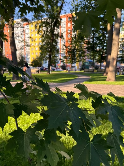 The image depicts a foreground of dark green maple leaves with visible veins, partially obscuring a sunlit park area. In the middle ground, a paved pathway winds through lush green grass. Beyond the pathway, trees with brown trunks stand tall. In the background, a brightly colored apartment building with orange, yellow, and white sections is visible. Several cars are parked in front of the building, and two individuals, one in a light-colored dress and another in the distance, are walking. The scene is set in a park in Irpin, Ukraine, under a clear blue sky. The lighting suggests it is daytime, likely late afternoon or early morning, due to the warm tones and shadows.