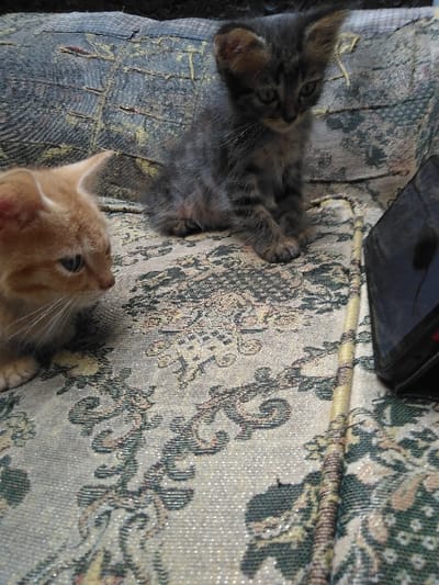 The image displays two kittens resting on an upholstered piece of furniture, likely a couch or armchair, indoors. The location in Yellowknife, Canada, cannot be determined from the visual information provided.
On the left, a light orange tabby kitten is partially visible, facing slightly right with its head turned downwards. Its blue-green eye is visible, and whiskers extend forward. To its upper right, occupying the central area, a dark grey tabby kitten with subtle stripes sits upright, facing downwards with its head angled slightly right. Both ears are perked, and its front paws are together.
The furniture's upholstery features a light, possibly silver or beige, background with a repeating pattern of intricate dark green and golden-yellow scrollwork or damask. The section behind the dark tabby kitten exhibits significant wear, with torn fabric and visible underlying threads.
To the far right, partially visible, is a dark-colored mobile device (possibly a smartphone or small tablet) standing upright or angled. Running diagonally from the lower right towards the center is a slender, multi-colored braided cord with hues of yellow, green, and brown. No people are present. The kittens are not directly interacting; the orange kitten appears to be observing something to its right, while the dark tabby is focused downwards. The environment suggests a domestic setting.