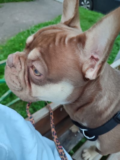 A close-up, slightly angled shot focuses on the head of a brown French Bulldog with large ears. The dog's face is wrinkled, and its eyes are light brown. A white patch of fur extends from its snout up towards its ears. The dog is wearing a black harness around its neck and is partially obscured by a light blue piece of fabric, likely clothing, in the foreground. A brown and orange leopard-print leash is visible trailing downwards. The background suggests an outdoor setting with green grass and what appears to be a paved area or driveway. In the further background, a vehicle's wheel is visible. The overall impression is a candid outdoor portrait of a dog. The image has no specific identifiable landmarks to confirm a location within Vsevolozhsk, Russia, or any other city.