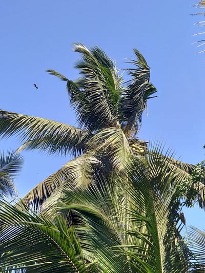 The image shows a view of a coconut palm tree against a clear blue sky, seemingly taken from a low angle. Some coconuts can be seen on the tree. A bird is flying in the sky in the bottom left corner of the image. The photo was taken in Badem, India.