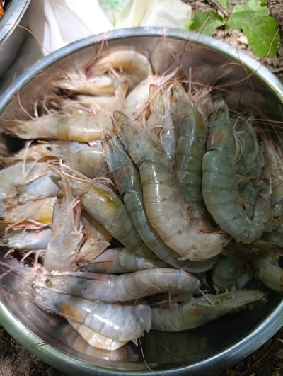 A metal bowl filled with raw shrimp is positioned outdoors on the ground. The shrimp are various shades of grey and white, with some having pinkish hues. They are piled loosely in the bowl, with their antennae and legs visible. The bowl's edge is silver and slightly worn. In the background, out-of-focus green leaves and brown soil are visible, suggesting a natural environment. The overall lighting is natural, and the scene appears to be a close-up shot focusing on the shrimp and the bowl. There are no people or specific landmarks of Capriana, Moldova visible in this image.