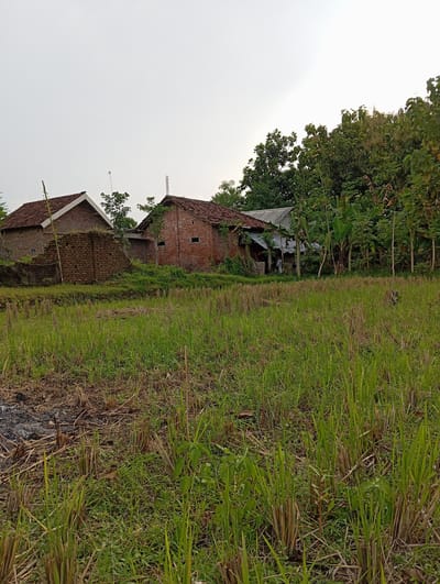 The image depicts a rural scene in Baron, Indonesia, featuring two adjacent brick buildings with reddish tile roofs. Both buildings appear weathered and partially obscured by vegetation. Lush green grass dominates the foreground and extends to the right of the buildings. Behind the upper building, trees and foliage form a dense backdrop. The sky is overcast, suggesting a cloudy day. The scene is quiet, with no visible human activity. In the bottom-left corner, there are burnt traces on the ground.