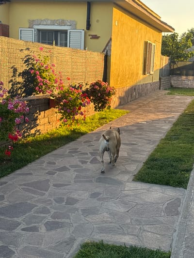 A dog is standing on a stone walkway next to a lawn in Aprilia, Italy. Adjacent to the path is a building with windows and potted plants.