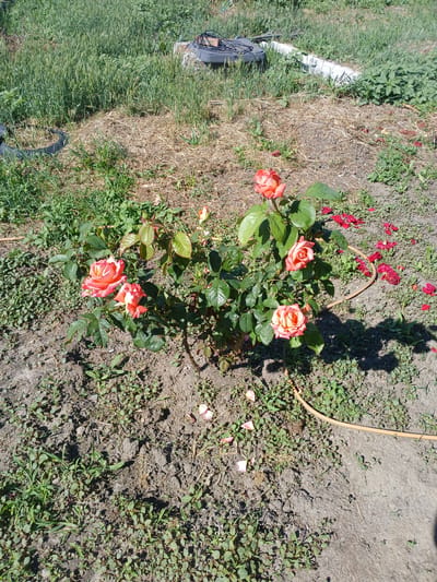 In Olginskaya, Russia, a rose bush with several peach-colored blossoms is in bloom on a sunny day. The bush is situated in a patch of dry soil, surrounded by green grass and scattered red rose petals. A yellow irrigation hose is visible, looping around the base of the bush and extending into the foreground. In the background, a pile of dry grass and weeds is visible, along with what appears to be a black tire and a white pipe. The scene suggests a garden area that is being maintained.