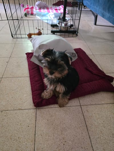 A small, fluffy Yorkshire Terrier dog is lying down on a burgundy-colored cushion on a tiled floor. The dog is mostly black with tan markings on its face and legs. It is facing to the right of the frame, with its eyes closed. Beside the cushion, there is a crumpled white blanket. To the left of the dog and cushion, a black metal pet cage is visible. Inside the cage, there are several colorful items, including pink and white striped fabric, a blue item, and what appears to be a plush toy. A metal bowl is attached to the side of the cage. The floor is made of large, light-colored tiles with visible grout lines. In the upper left corner of the image, a portion of a blue object, possibly a piece of furniture or a mat, is visible. The overall scene appears to be indoors, likely in a home environment. The lighting suggests it could be daytime, but no specific time of day is evident. The dog appears to be resting or sleeping. There is no visible text in the image. The location context of Petah Tikva, Israel, does not provide specific visual cues within the image itself.