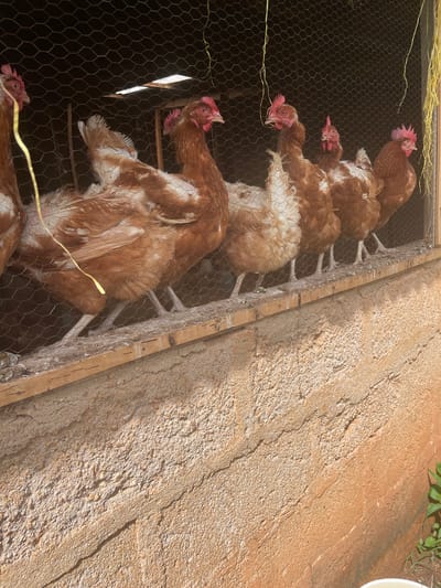 In Goni Gara, Nigeria, a group of brown and white chickens are standing in a coop. The coop is made of wire mesh and wooden planks, and it is built against a textured, reddish-brown wall. The chickens are perched on a wooden beam inside the coop. Some of the chickens have red combs and wattles. A yellow string hangs from the top of the coop. The ground outside the coop is partially visible, with some green plants growing near the wall.
