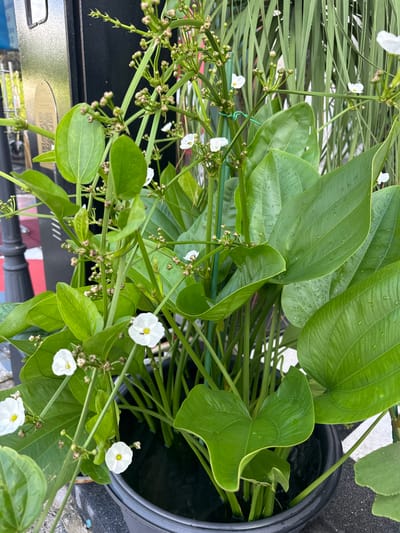 This is a close-up, overhead shot of a plant with large, heart-shaped green leaves and clusters of small white flowers. The plant appears to be aquatic, as it is in a black pot filled with water. The leaves are glossy and have prominent veins, with some water droplets on their surface, suggesting recent watering or dew. The flowers are delicate, with three petals and a yellow center. Some of the flowers are fully open, while others are still in bud. The plant is supported by thin green stakes, indicating it might be a nursery or garden setting. In the background, there are blades of tall, thin green grass and a hint of a textured grey surface, possibly concrete. The lighting is bright, suggesting it is daytime, and the image is slightly overexposed in some areas. The overall impression is a vibrant and healthy plant. There is no visible text in the image.