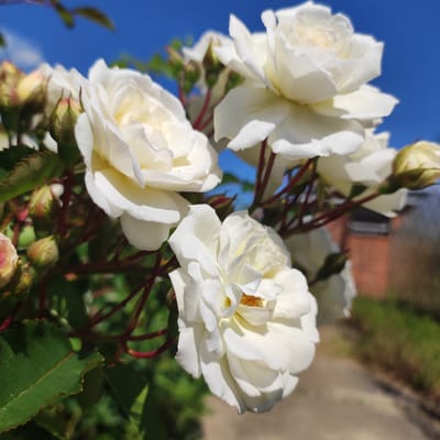 A cluster of white roses, some in full bloom and others as buds, are shown in close-up against a bright blue sky. The roses are on a bush with green leaves and reddish stems. In the background, a blurred path and a brick building are visible, suggesting an outdoor setting. There are no people or animals present in the image. The scene appears to be a sunny day.