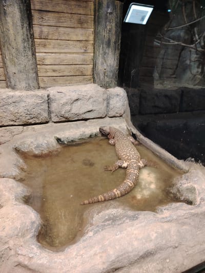 This image captures an indoor exhibit, likely within a zoo or terrarium, featuring a Gila monster resting in a shallow pool of water. The setting is constructed with artificial elements mimicking a natural habitat.
The primary subject is a large, stocky lizard with distinctive mottled and banded skin patterns, lying mostly submerged in a murky, shallow water basin. Its head is near the edge of the pool, while its body and tail extend across the water.
The exhibit features artificial rockwork forming the edges of the pool and a lower wall structure. Above this, a section of wooden plank wall is visible, flanked by two rough-textured, vertical pillars that resemble tree trunks or large posts. A large glass panel forms the right side of the enclosure, reflecting an overhead rectangular light fixture and an indistinct informational sign in the upper right, which is unreadable due to distance and reflection. The overall lighting is artificial, illuminating the exhibit. The lizard appears to be in a state of rest or cooling off within its enclosed environment. No people are visible. This scene likely takes place in a zoological facility in Tepebaşı, Turkey.