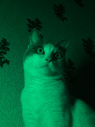The image shows a cat lying on a textured surface, possibly a couch or carpet, with a floral pattern. The entire scene is cast in a vibrant green light, giving it an almost otherworldly appearance. The cat's fur is a lighter shade of green, with areas of shadow and highlights clearly visible due to the lighting. Its eyes are wide open and appear to be reflecting the green light, with the pupils visible as dark circles. The cat's face is tilted upwards, and its ears are alert. The background is a darker shade of green, with the floral pattern appearing as dark silhouettes against the lighter background. The overall mood is mysterious and slightly surreal due to the intense green lighting. There are no people or text visible in the image. The location context of Priobskiy, Russia, does not offer specific visual cues within the image itself.