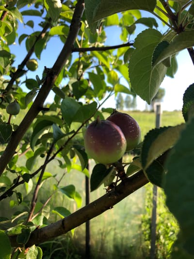 The image shows two small, immature apples hanging from a tree branch. The apples are mostly green with some red blush and appear to have water droplets on their surface, suggesting recent watering or dew. The background is blurred and shows a grassy area with some fencing and trees, indicative of an outdoor rural or garden setting. The lighting suggests it is daytime, possibly morning or late afternoon. There are no people or animals visible in the image. The scene is located in Zhukovo, Russia.