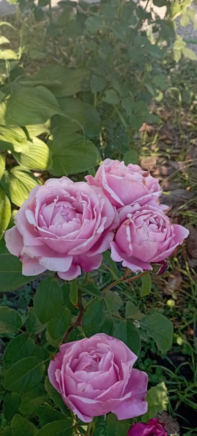 This is a close-up, eye-level shot of a cluster of pink roses in the city of Radisne, Ukraine. The roses are the primary subjects, with their petals appearing soft and slightly ruffled, some showing delicate pink hues with lighter edges. There are at least four rose blooms visible, with one large bloom in the foreground and three smaller ones clustered behind it. Green leaves and thorny stems are visible below the roses. The background is composed of out-of-focus green foliage and brown, dry ground cover, suggesting an outdoor garden setting. Sunlight casts dappled shadows across the scene, particularly on the foliage to the left. There are no people or animals present.