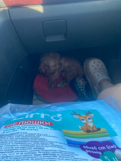 A fuzzy, light-brown dog is sitting on a red mat, with its head turned to the left. The dog is in the foreground and is the main subject. To the right of the dog, a white Croc shoe is visible on a person's foot. The shoe is white with black polka dots. The background is dark and appears to be the interior of a vehicle, possibly a car. The overall scene suggests a casual, perhaps everyday moment captured in a vehicle. The location is the city of Mais'ke, Ukraine.