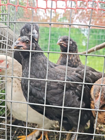 Four chickens are visible behind a metal wire cage with orange netting on top. The chicken in the foreground is black with a red wattle and comb. Behind it, another black chicken is partially visible. To the left, a white chicken with black speckles is also behind the cage. To the right, a brown and black speckled chicken is visible. The background appears to be a grassy area. The image does not provide any information about the location in the city of Akhmetovskaya, Russia.