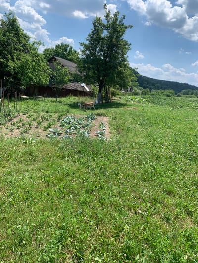 This is a horizontal, eye-level, medium shot of a rural scene in Zamostia, Ukraine. The image captures a sunny day with fluffy white clouds against a bright blue sky. A lush green field dominates the right side of the frame, with a portion of a garden visible on the left.

In the garden area, there are rows of green plants, likely vegetables. A light brown animal, possibly a calf or a goat, is grazing in the garden. Adjacent to the garden, a rustic wooden house with a dark roof is nestled amongst trees. The house appears aged, with weathered wooden walls.

To the left of the house, a large tree with full green foliage stands prominently. A wooden fence, partially visible at the bottom left, encloses a portion of the property. In the background, a dense, tree-covered hillside rises, indicating a hilly or mountainous terrain. The overall impression is one of a tranquil, agrarian landscape on a clear summer day. There is no visible text in the image.